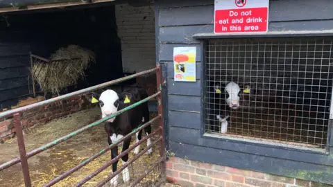 Darren Rozier/BBC Two calves at Easton Farm Park