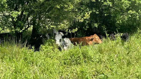 Four cows sitting together in long grass under the shade of a tree. One cow is white with black marks, another is brown, and two are black.