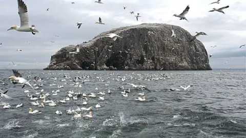 Anne Burgess Gannets flying near Bass Rock