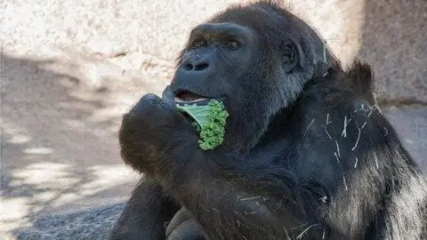 San Diego Safari Park/ Facebook Vila Gorilla eating kale