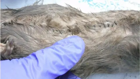 Ministry of Justice dead rat with stitches