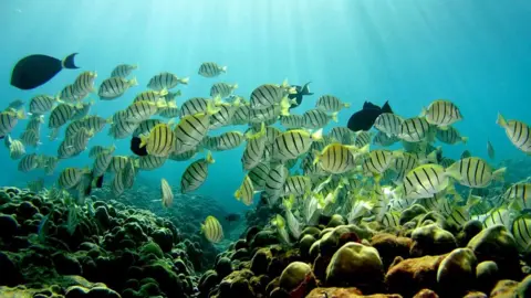 Getty Images Coral reef