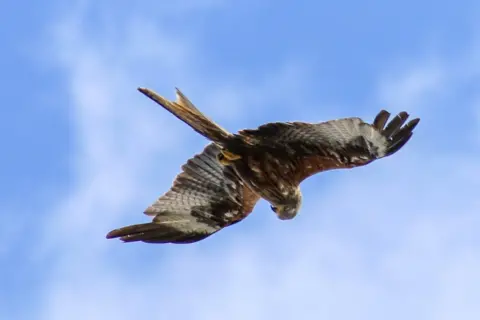 Becca Collacott A red kite spotted over Abingdon