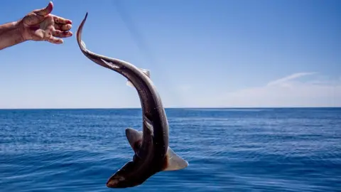 Getty Images The spiny dogfish