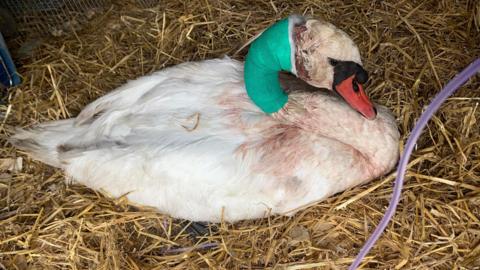 Injured swan