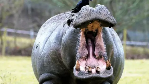 Longleat Hippo with his mouth wide open in a safari park with a bird on top of its head