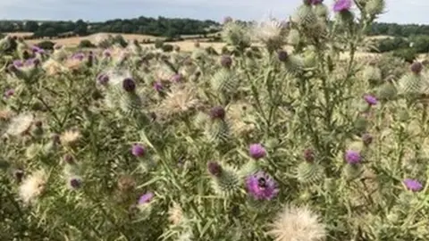 Dorset Wildlife Trust  Wild Woodbury