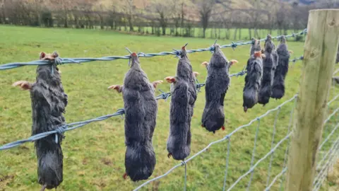 Simon Lucas Seven moles are hanging from a barbed wire fence from their snouts with a backdrop of a field. 