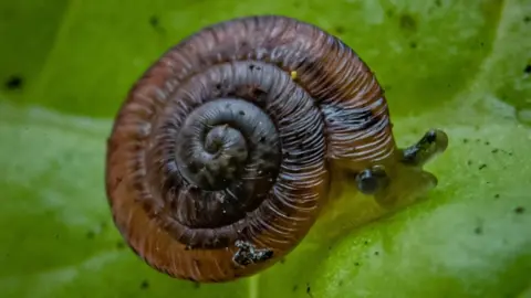 Chester Zoo Desertas Islands snails