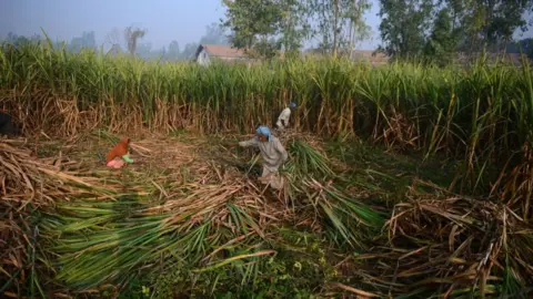 Indian workers in cane field