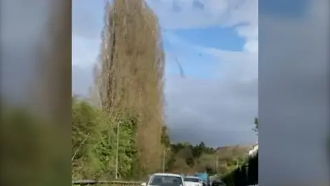 Video showing a swarm of flies by a connifer tree