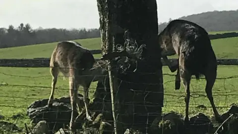 Scottish SPCA Scottish SPCA