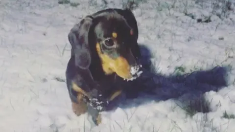 Sammy Martin Winnie the sausage dog