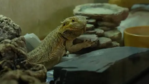 Bearded dragon