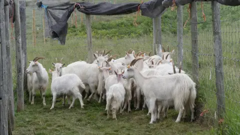 Conwy council The goats in a pen