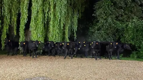 Cambridgeshire Police Cattle