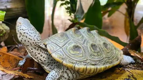 Terrapin