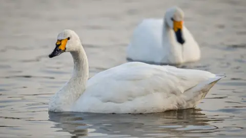 PA Media Bewick's Swans at Slimbridge