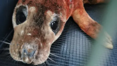 Emily Mayman Seal injured at Spurn