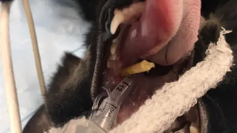 Dick White Referrals Cat during operation