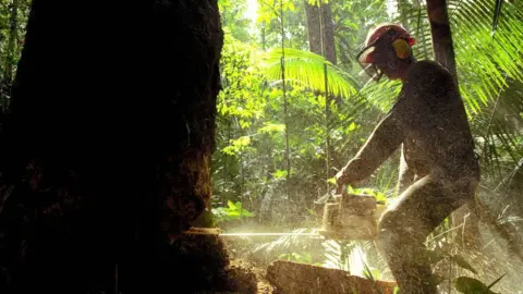 EPA Lumberjack cutting tree with a chainsaw in the Amazon
