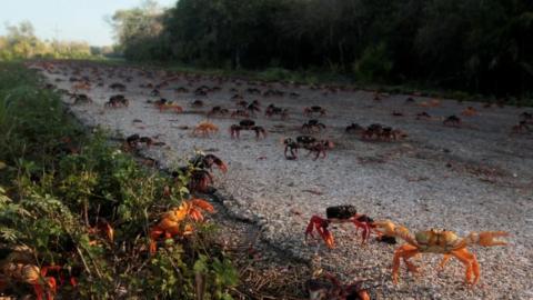 Millions of crabs begin their annual migration in Cuba - BBC Newsround