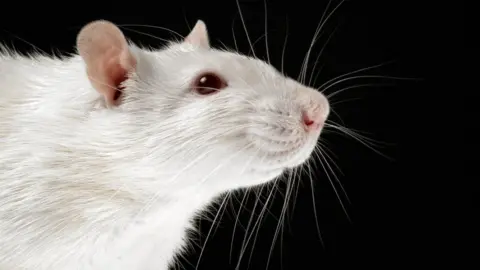 Science Photo Library A rat