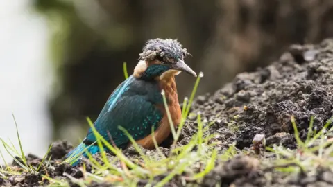 Dave Mason Kingfisher chick