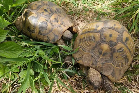 Fiona Sherriff two brown and black tortoises bask in the sun 