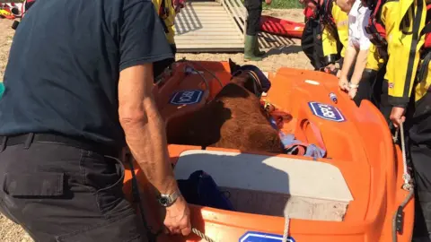 cow in a boat