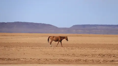 Horse