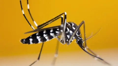 Getty Images An Asian Tiger mosquito, which could make its home in the UK in the future