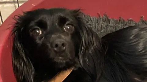 A black bog is lying on a grey bed in a red basket. The dog is on its side and looking at the camera.