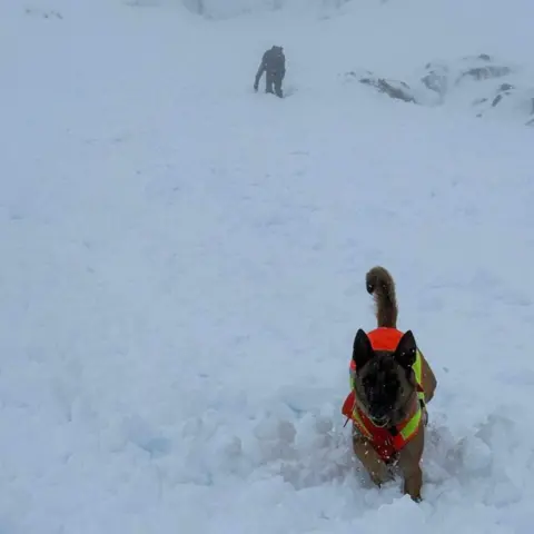 Search and Rescue Dog Association (Scotland) A dog wearing a high visibility harness runs through deep snow with the handler in the background.