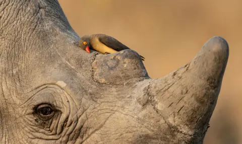 Ernest Porter A close-up of a rhinoceros’s head, showing its wrinkled grey skin, eye and large horn. A small dark red-billed oxpecker with a vivid red-orange beak perches on the rhino’s head near the base of its horn. The background is softly blurred, with warm sandy-brown tones.