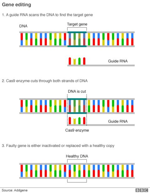 Safer way to do gene editing - BBC News