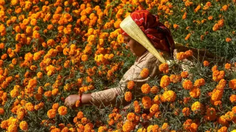 Getty Images Harvesting marigolds, Nepal