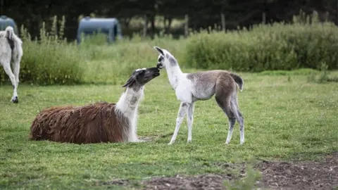 University of Reading Llamas