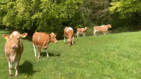 Lacey's Family Farm Cows in a field