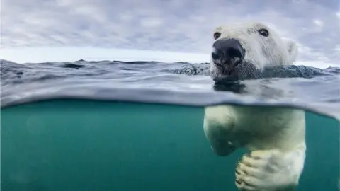 Polar bear in the Arctic