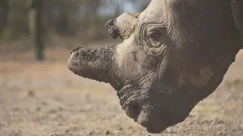 Getty Images Northern white rhino