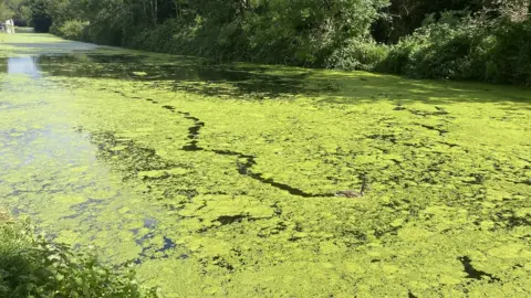 Esme Stallard/BBC News Duckweed in canal with duck moving through