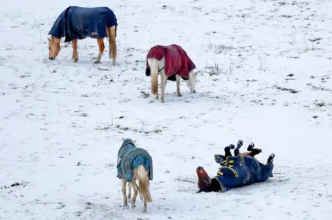 Getty Images Horses