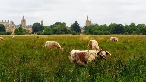 Daniela Borzatta English Longhorn cows on Christ Church Meadow