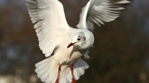Getty Images seagull in flight