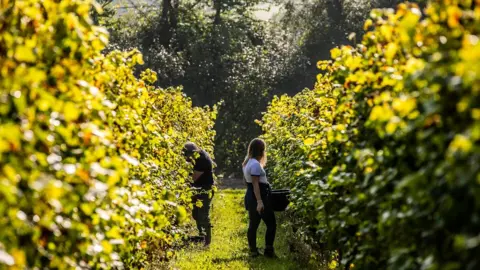 Hambledon Vineyard Hambledon Vineyard