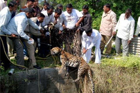 Epic India leopard rescue photo wins award five years later - BBC News