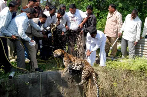 Anand Bora A leopard was tranquilised and then pulled out of a well with a net in Nashik in December 2010