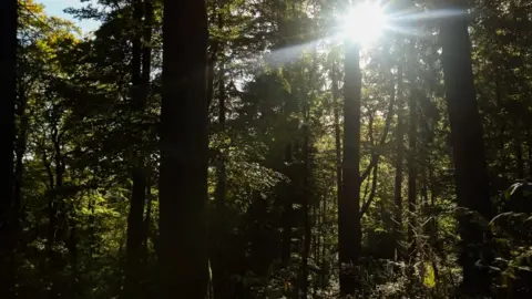 Dan O’Sullivan/Lynx UK Trust Forest habitat