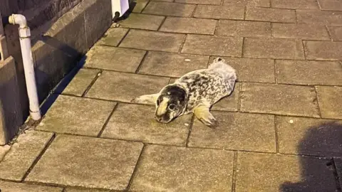 BBC Seal pup in Stonehaven street